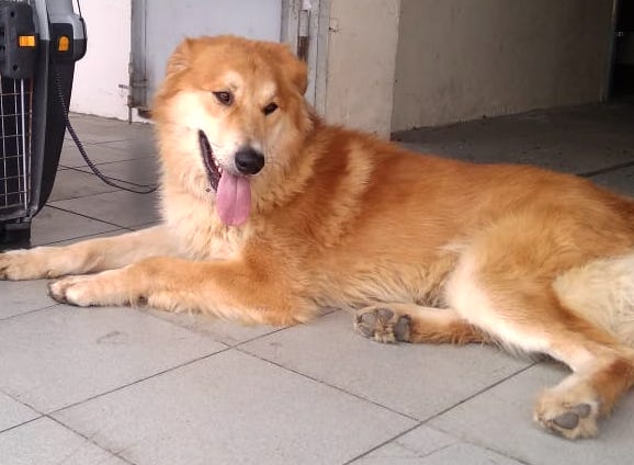 sochidogs.jpg