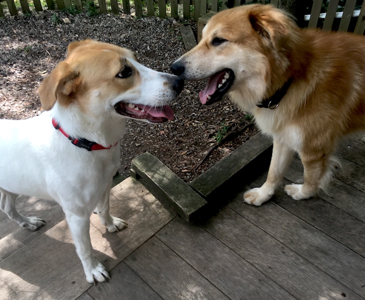 SochiDogs.jpg