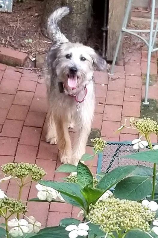 SochiDogs.jpg
