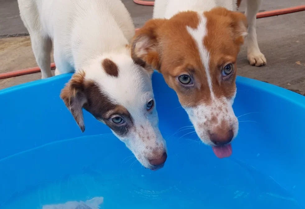 SochiDogs.jpg
