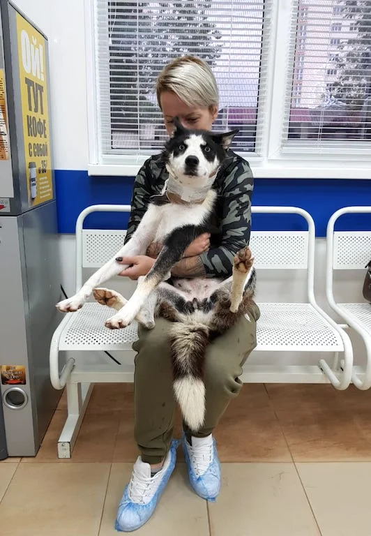 SochiDogs.jpg