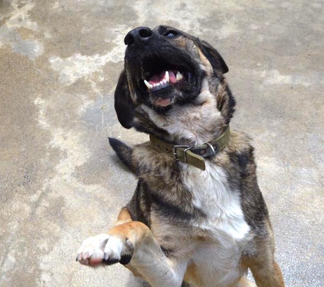 SochiDogs.jpg