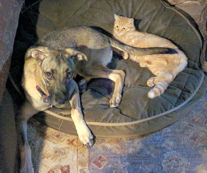SochiDogs.jpg