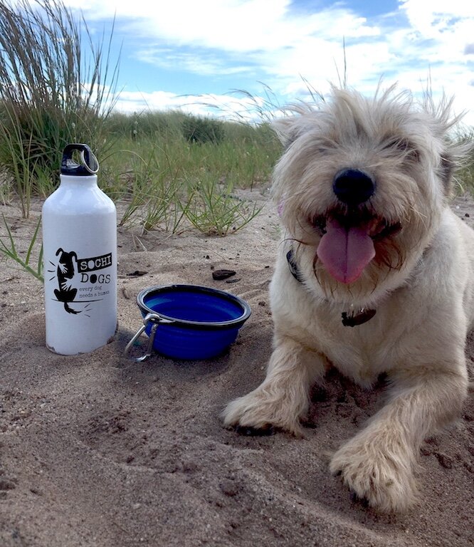 Sochi Dogs Water Bottle — Sochi Dogs Rescue
