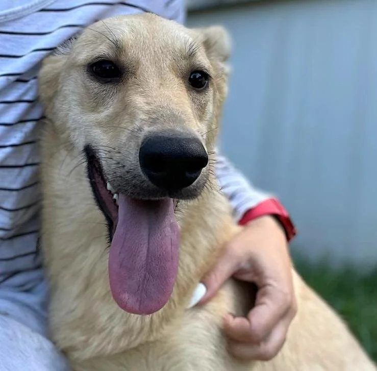 Dogs for adoption in Ontario, Canada