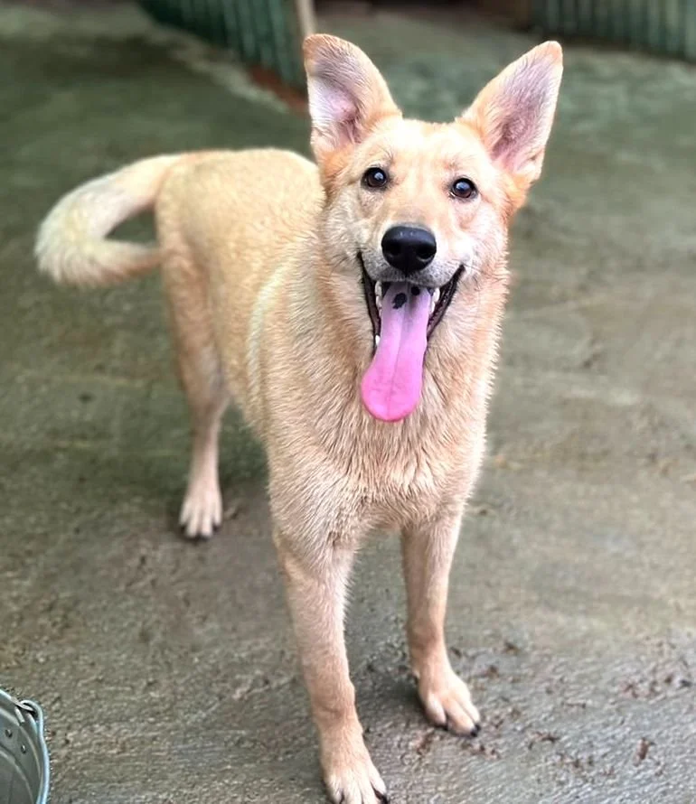 Dogs for adoption in Ontario, Canada