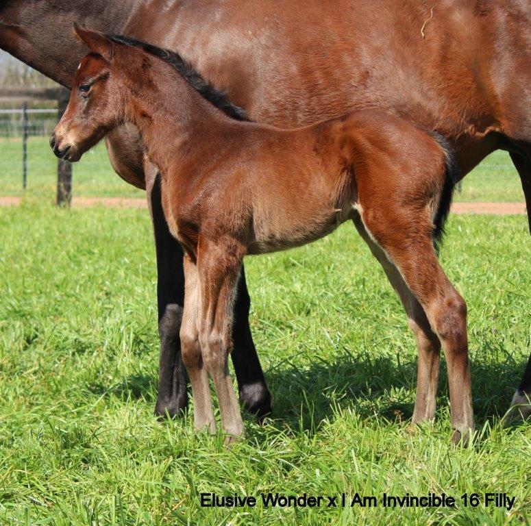 I Am Invincible x elusive wonder filly