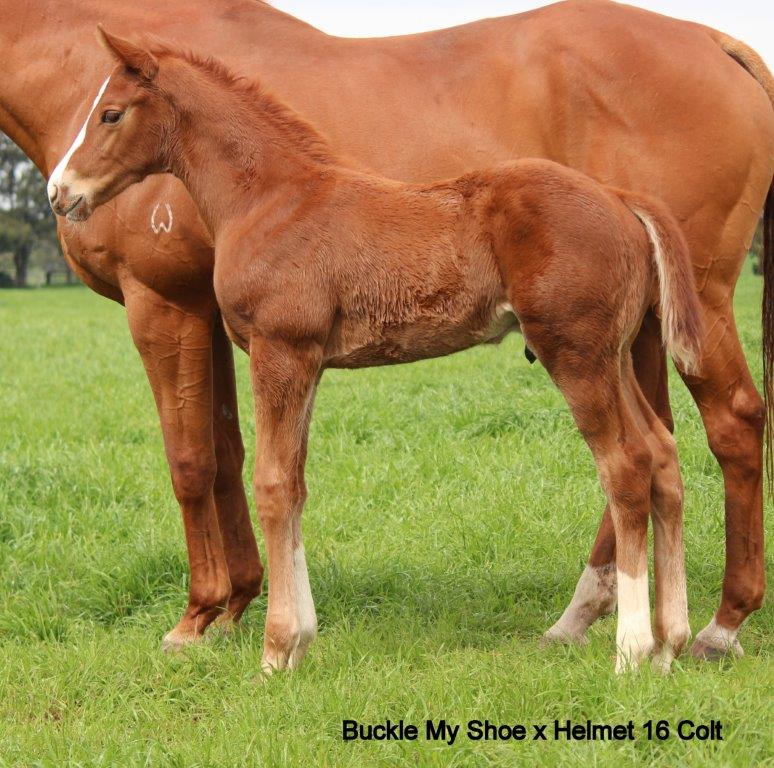 helmet x buckle my shoe filly