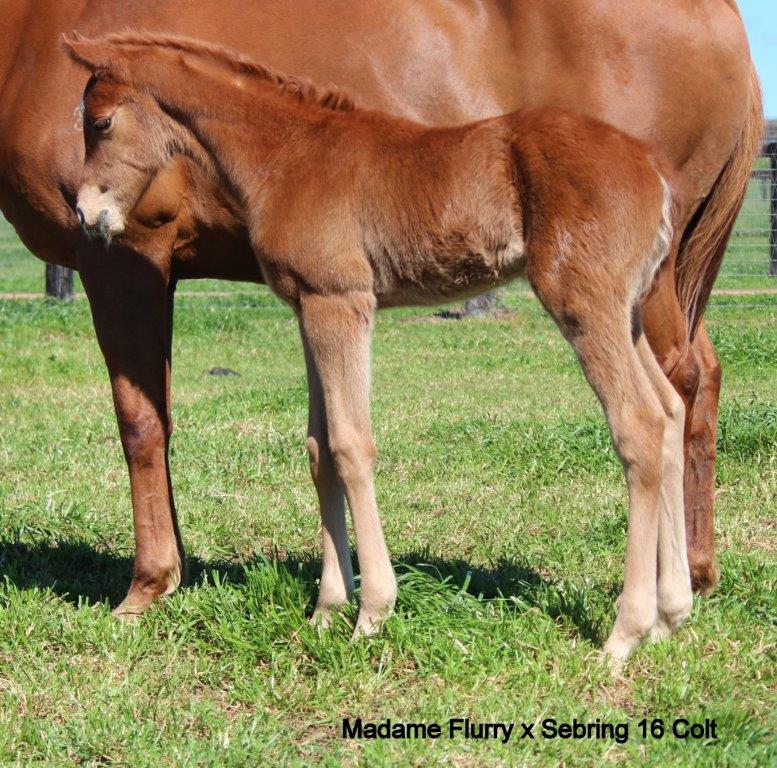 sebring x madame flurry colt