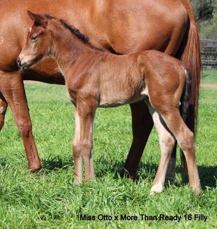 More than ready x miss otto filly