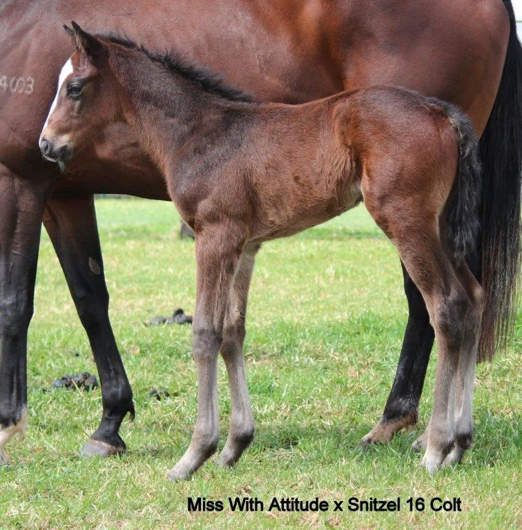 snitzel x miss with attitude colt