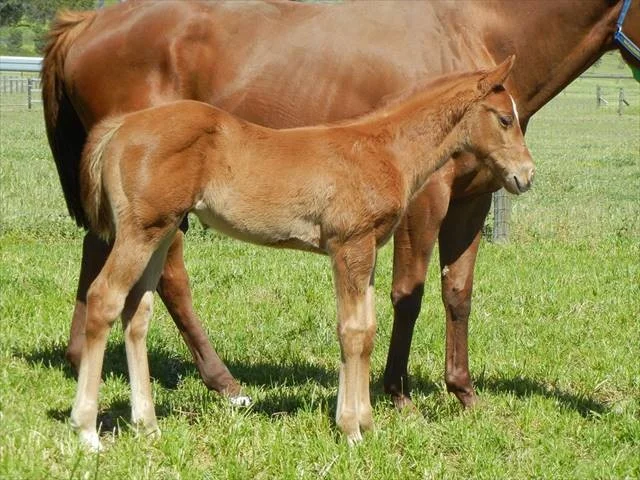 shooting to win x victory cry colt