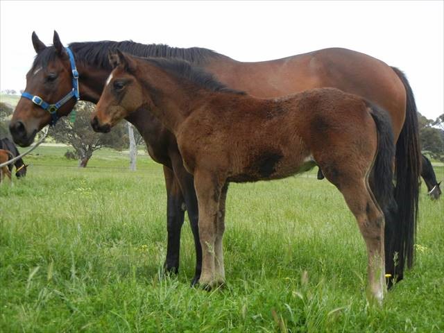 more than ready x obsidian dragon colt