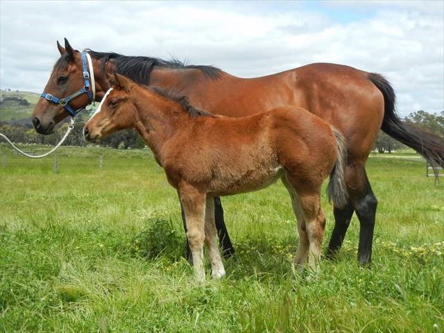 toronado x scarlet moretta filly
