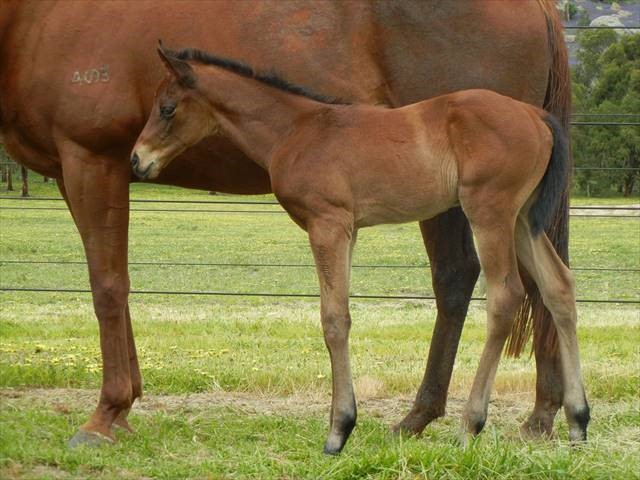 uncle mo x champagne jane filly