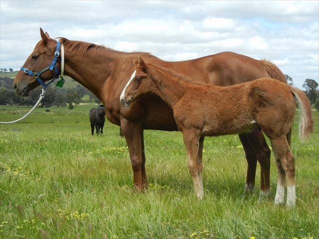 written tycoon x star of the stalls colt