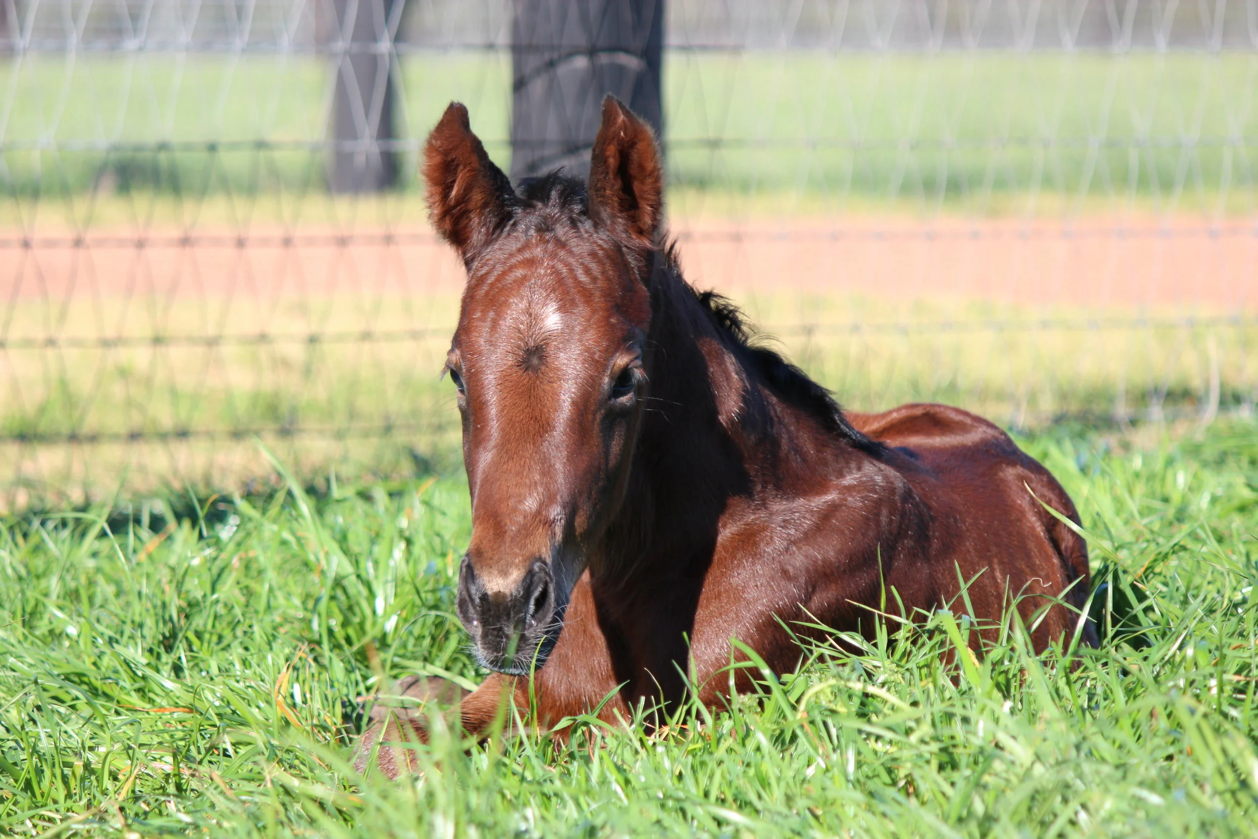 First foal of the season, the Written Tycoon x Obsidian Dragon filly foaled August 1.