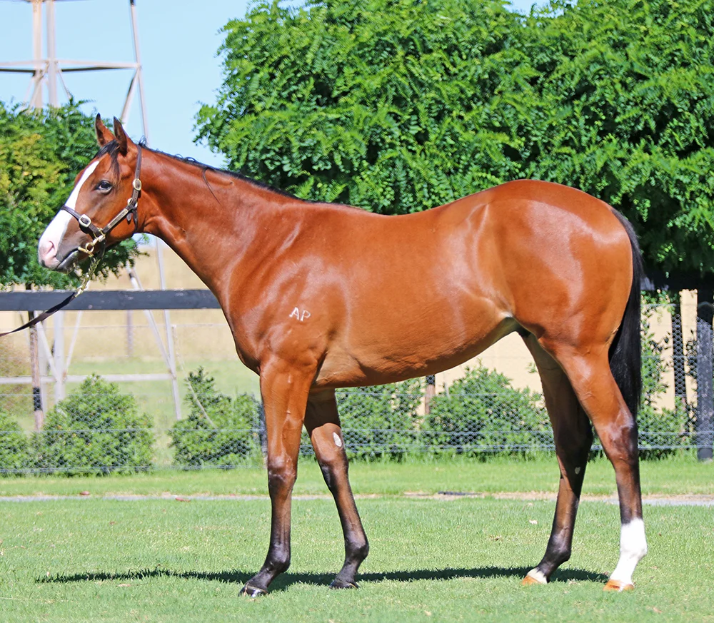 Lot 420: Bay Colt, Dawn Approach x Very Discreet, by Exceed And Excel