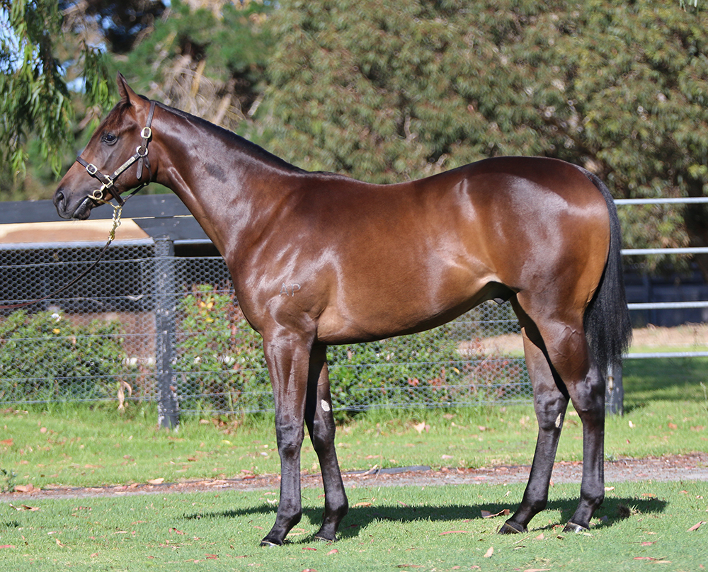 Lot 816: Bat or Brown Colt, Brazen Beau x I'm Discreet, by Elusive Quality