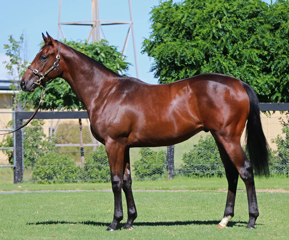 Lot 137: Bay Colt, Written Tycoon x Noondie, by Flying Spur