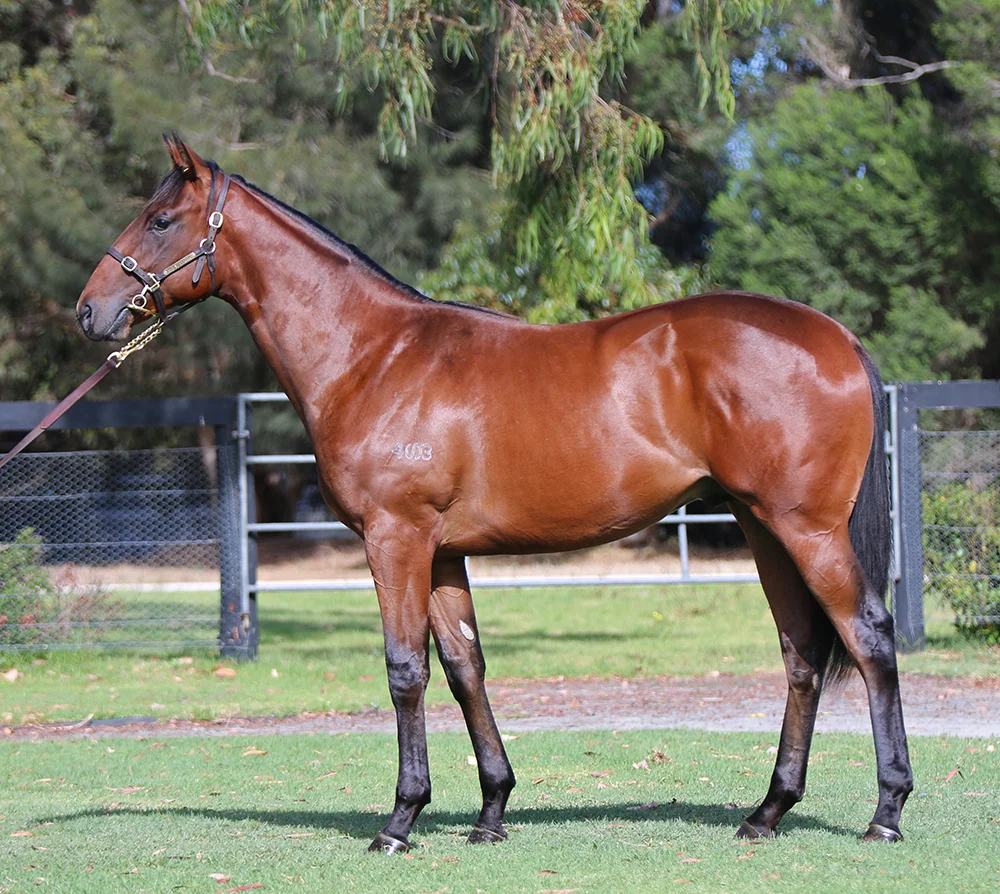 Lot 649: Bay Colt, Snitzel x Dances Of Waves, by Anabaa