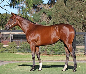 Queens-Kiss-Colt-2016_small.jpg