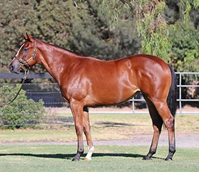 Scarlett-Moretta-Filly-2016_small.jpg