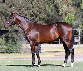 Obsidian-Dragon-Colt-2016_small.jpg