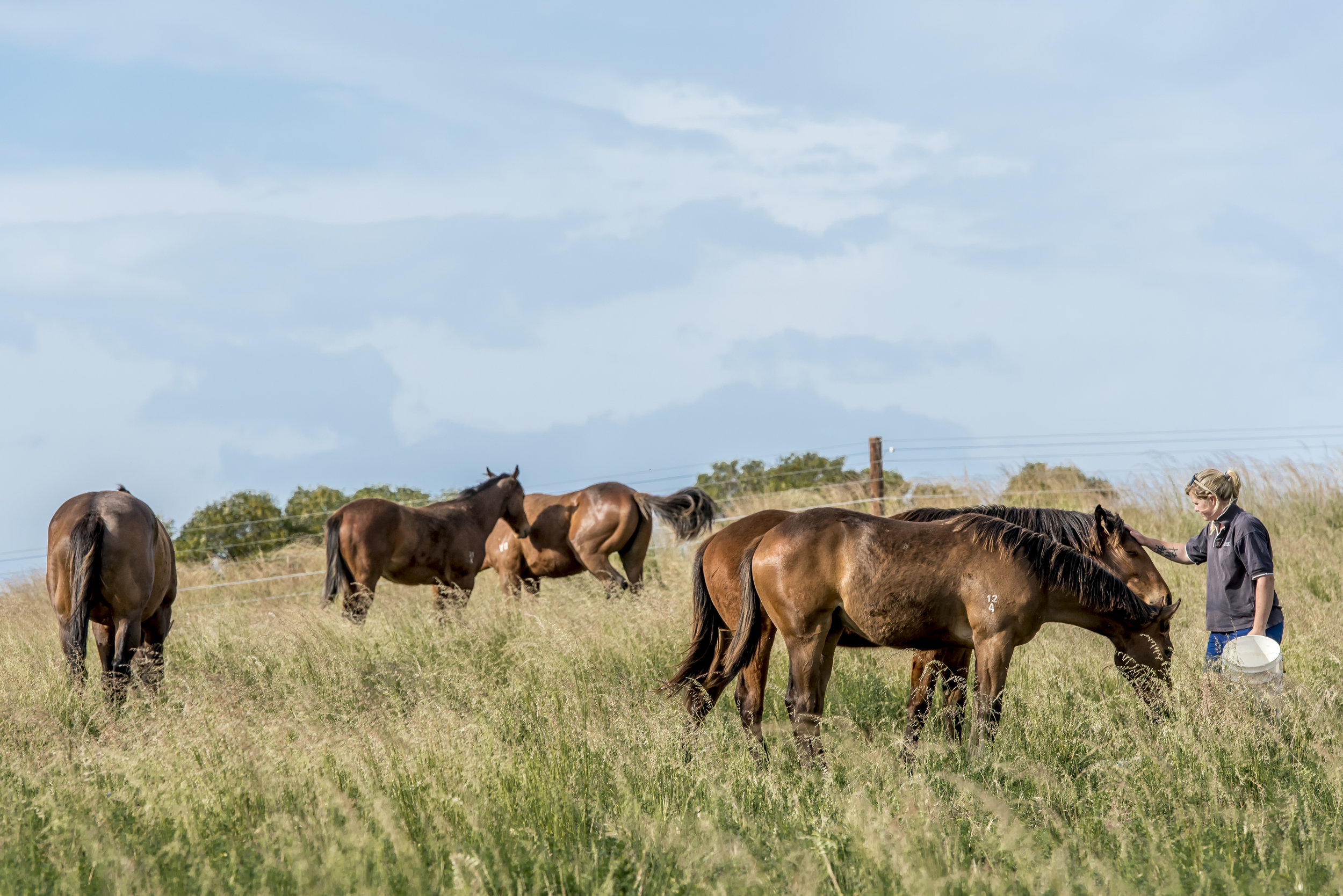 Mill Park People and Horses-29.jpg