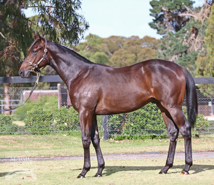 mickeyblueeyes-yearling.jpg