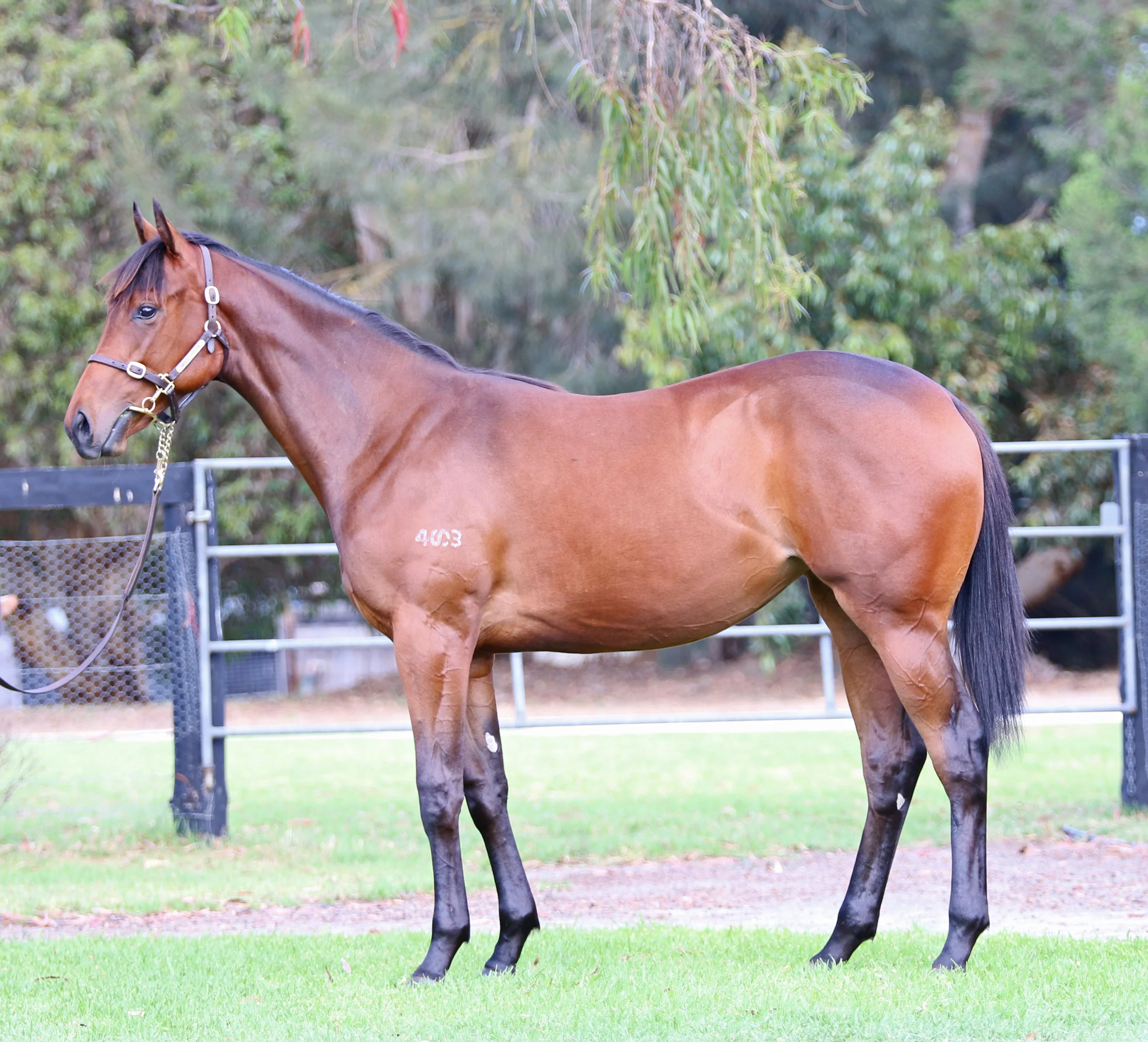 Lot 112: I Am Invincible x Sensualism filly sold for $300,000