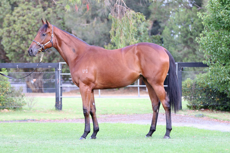 Lot 870: Written Tycoon x Obsidian Dragon filly sold for $300,000