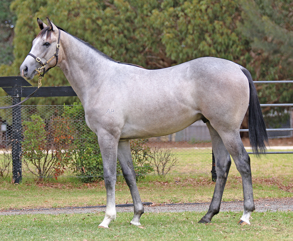 Lot 61 Toronado x Bahamas colt_low.jpg
