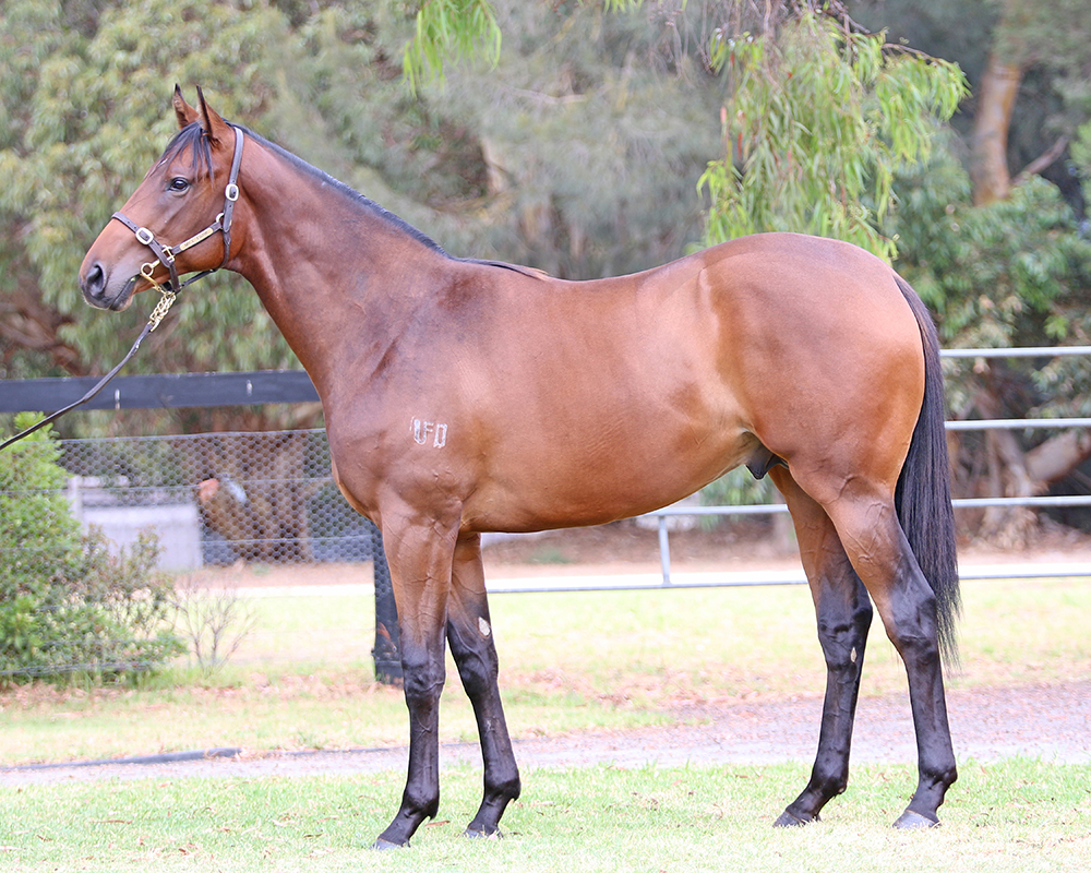 Lot 157 So You Think x Eagles Destiny colt_low.jpg
