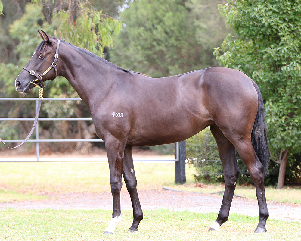 Lot 182 Foxwedge x Family Portrait filly_low.jpg