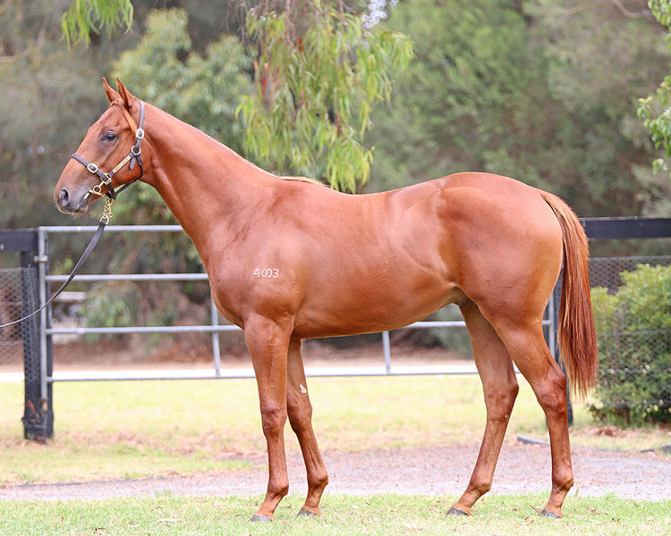 Lot 183 All Too Hard x Fast And Loose colt_low.jpg