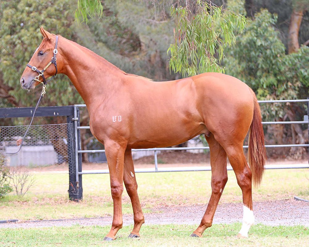 Lot 245 Dissident x Khandallah colt_low.jpg