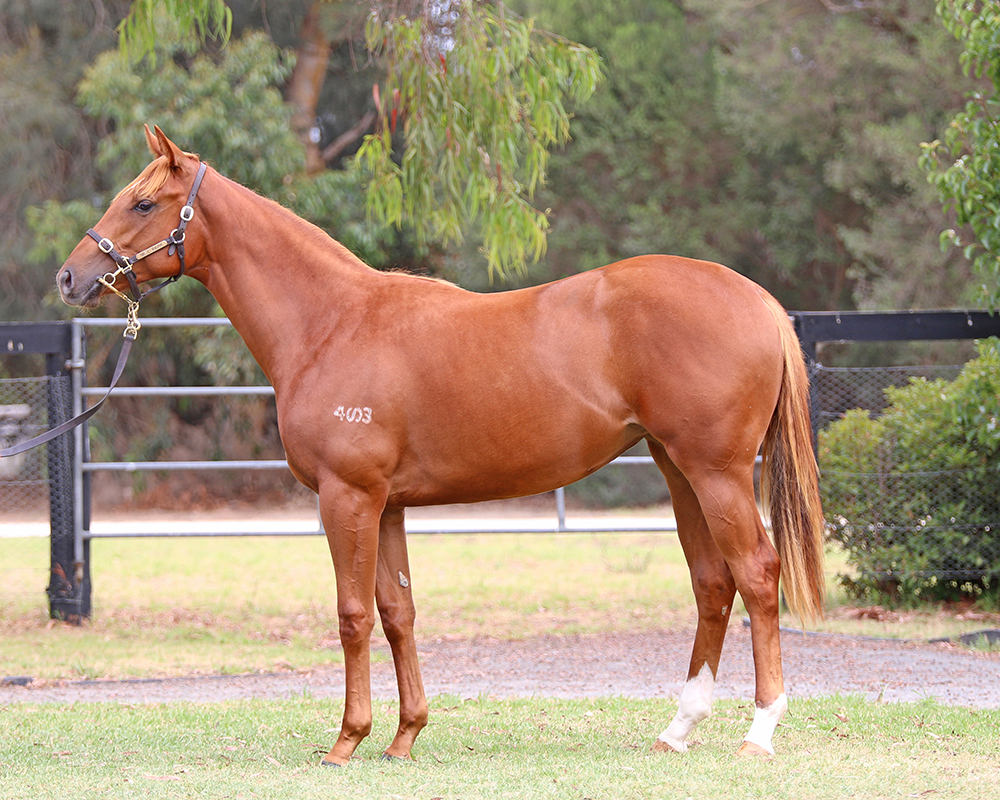 Lot 263 All Too Hard x Lassie Mactavish filly_low.jpg