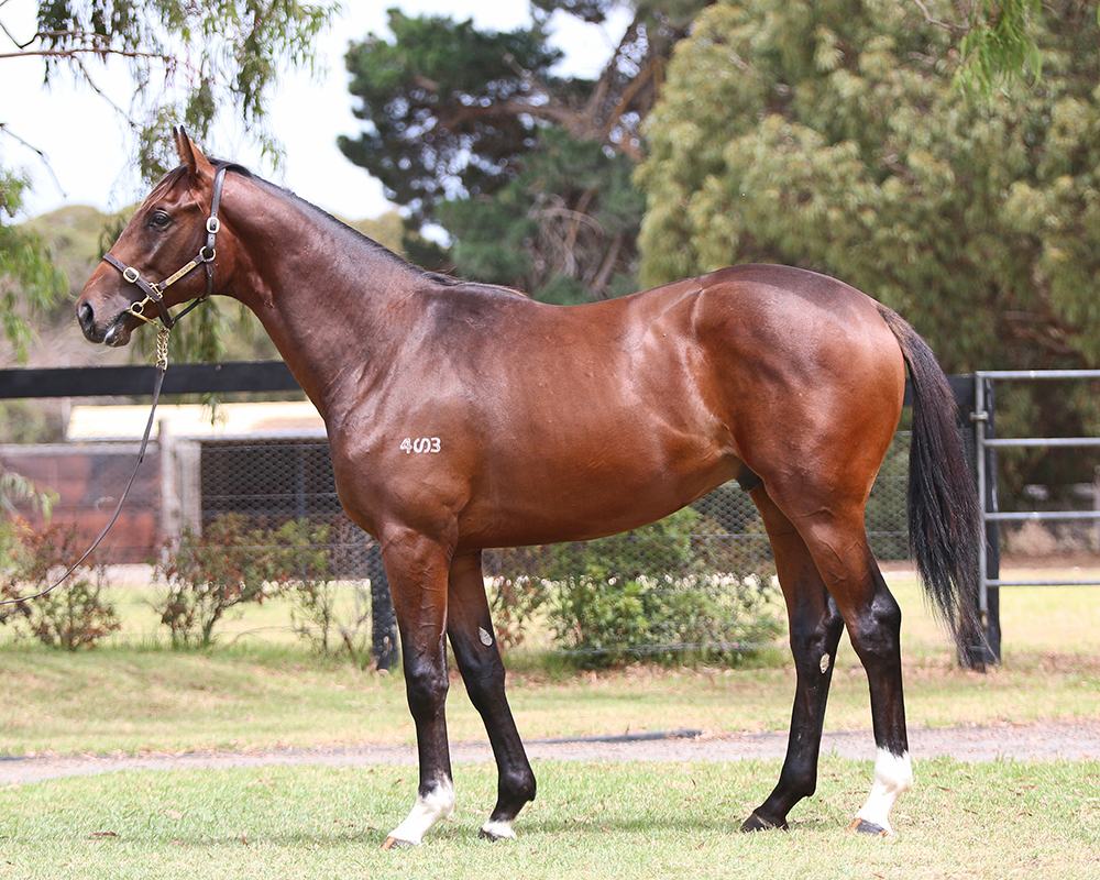 Lot 348 Starspangledbanner x Noondie colt_low.jpg
