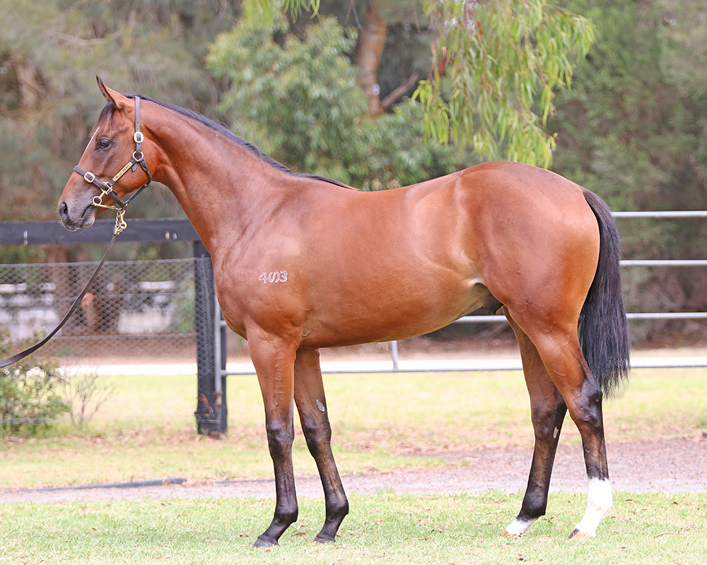 Lot 411 I Am Invincible x Resonates colt_low.jpg