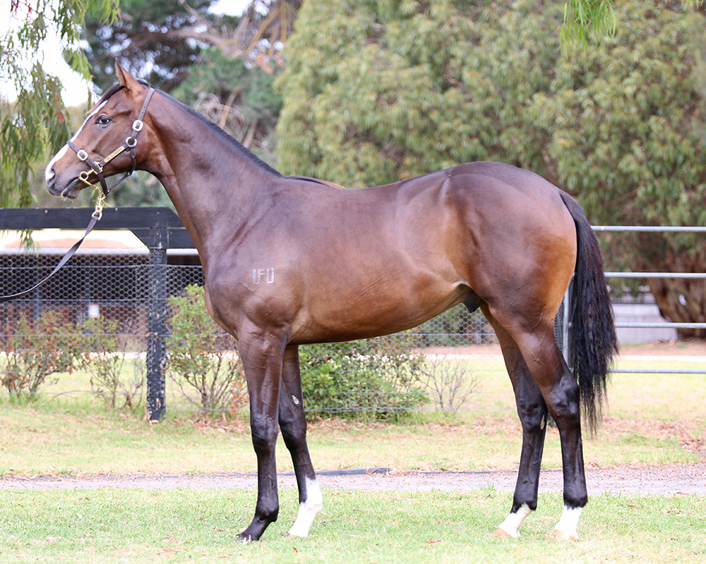 Lot 495 Free Eagle x Third Day filly_low.jpg