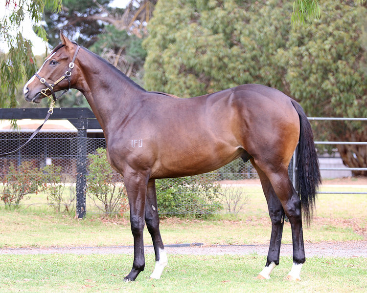 Lot 495 Free Eagle x Third Day filly_low.jpg