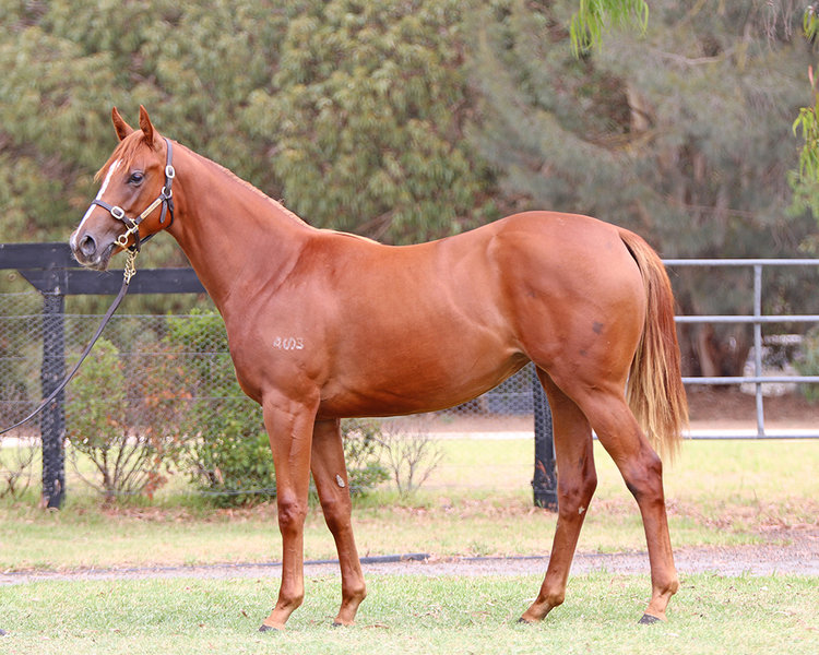 lot 399 zoustar x ravenous lass filly_low.JPG