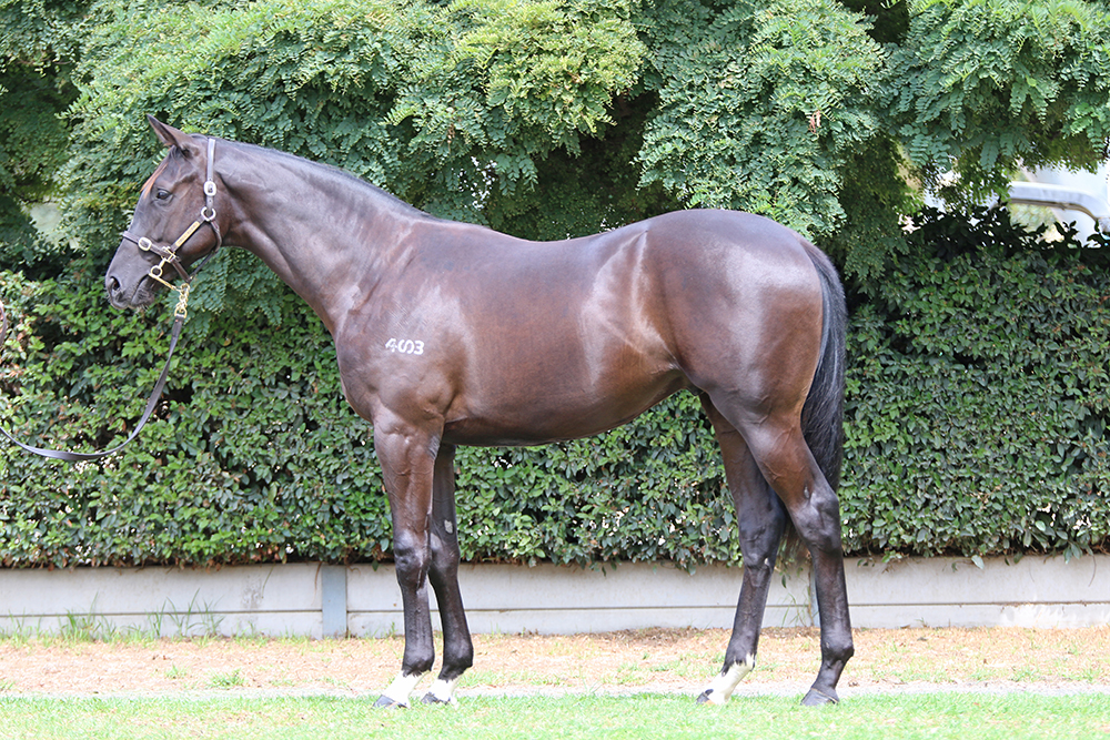 Lot 417 Dane Belltar C17_low.jpg