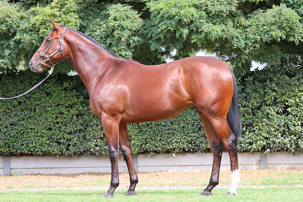 Lot 132 Miss With Attitude C17_low.jpg