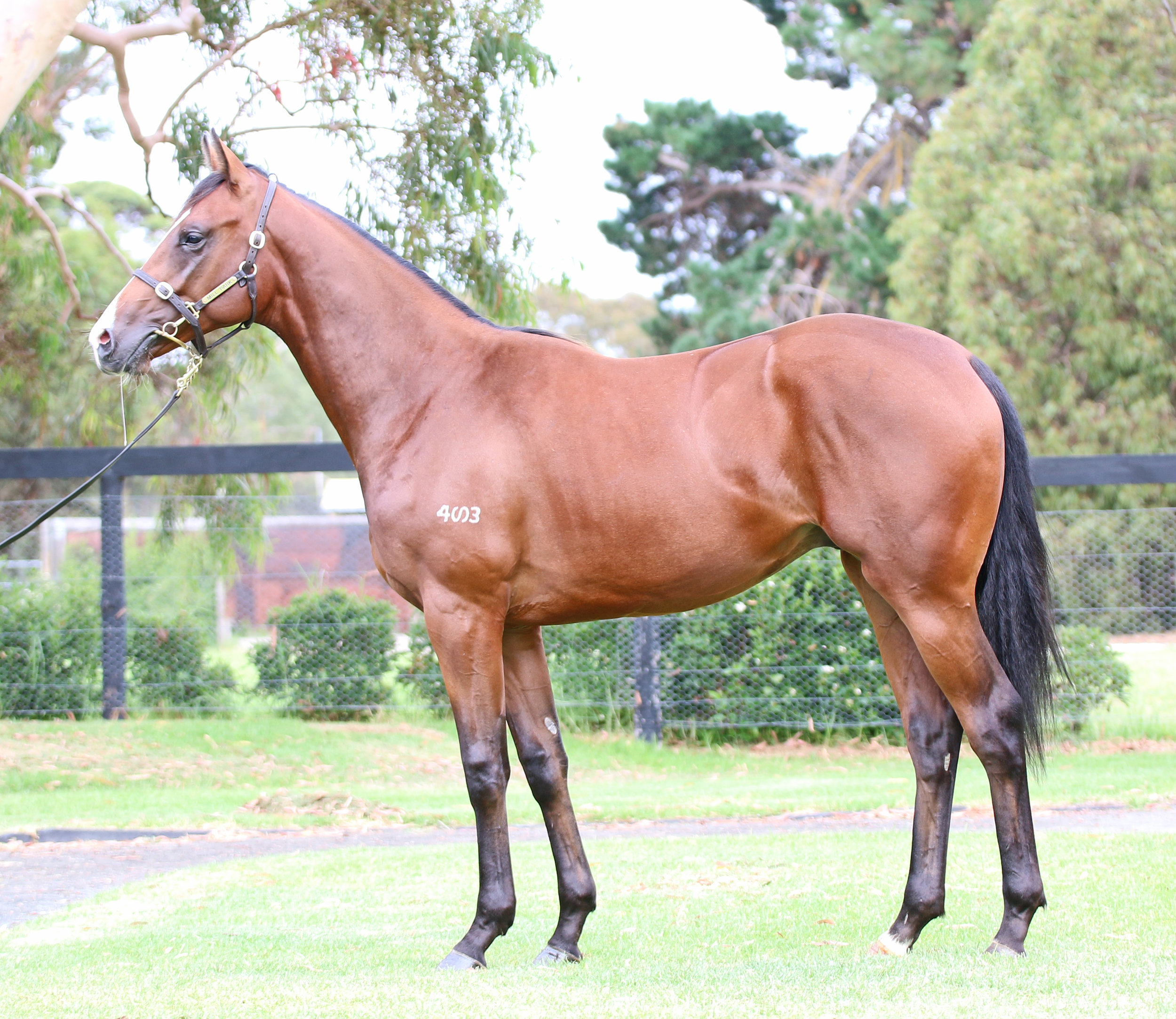 Crown Towers as a yearling