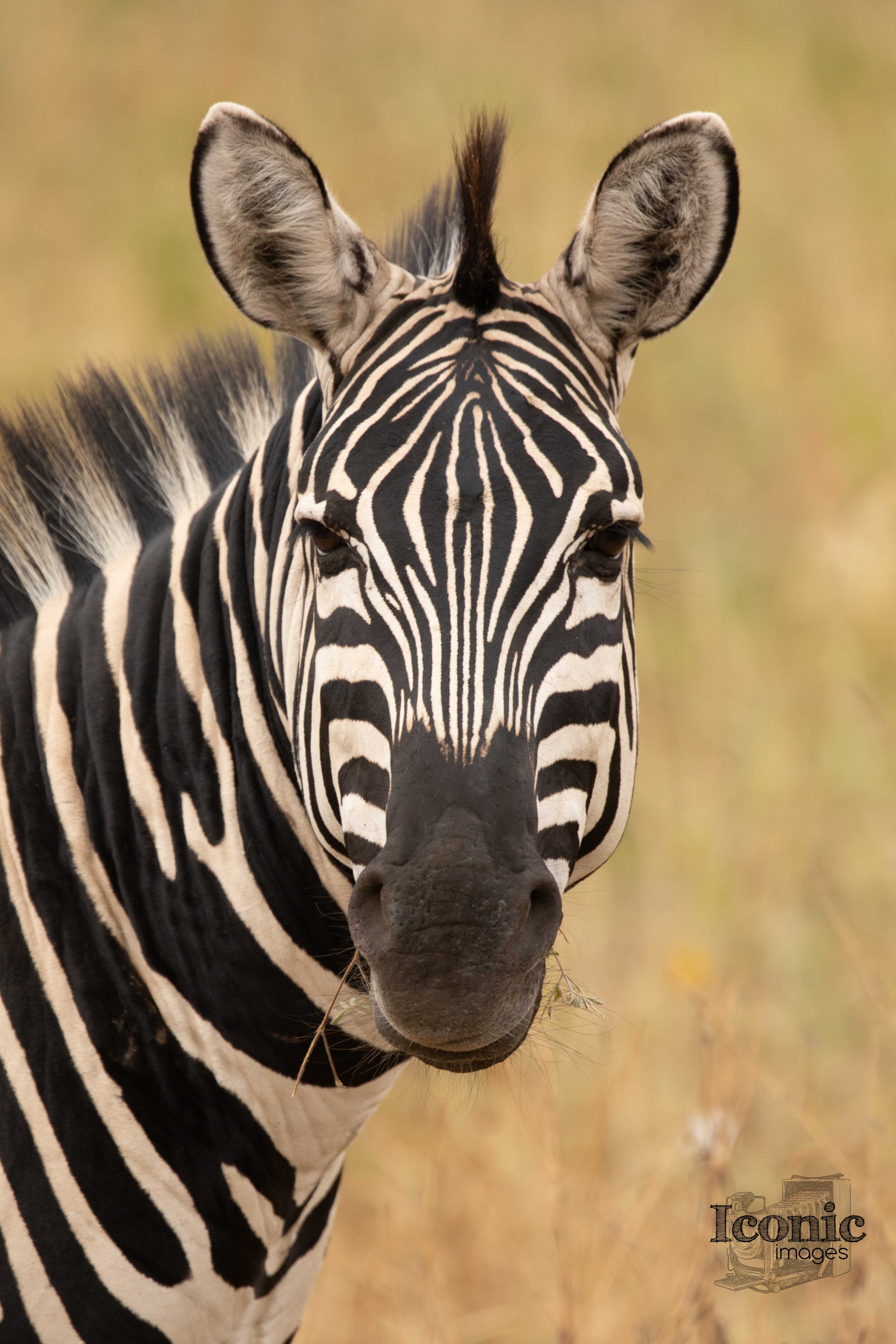 1B7A7001 Tarangire Day 1.jpg