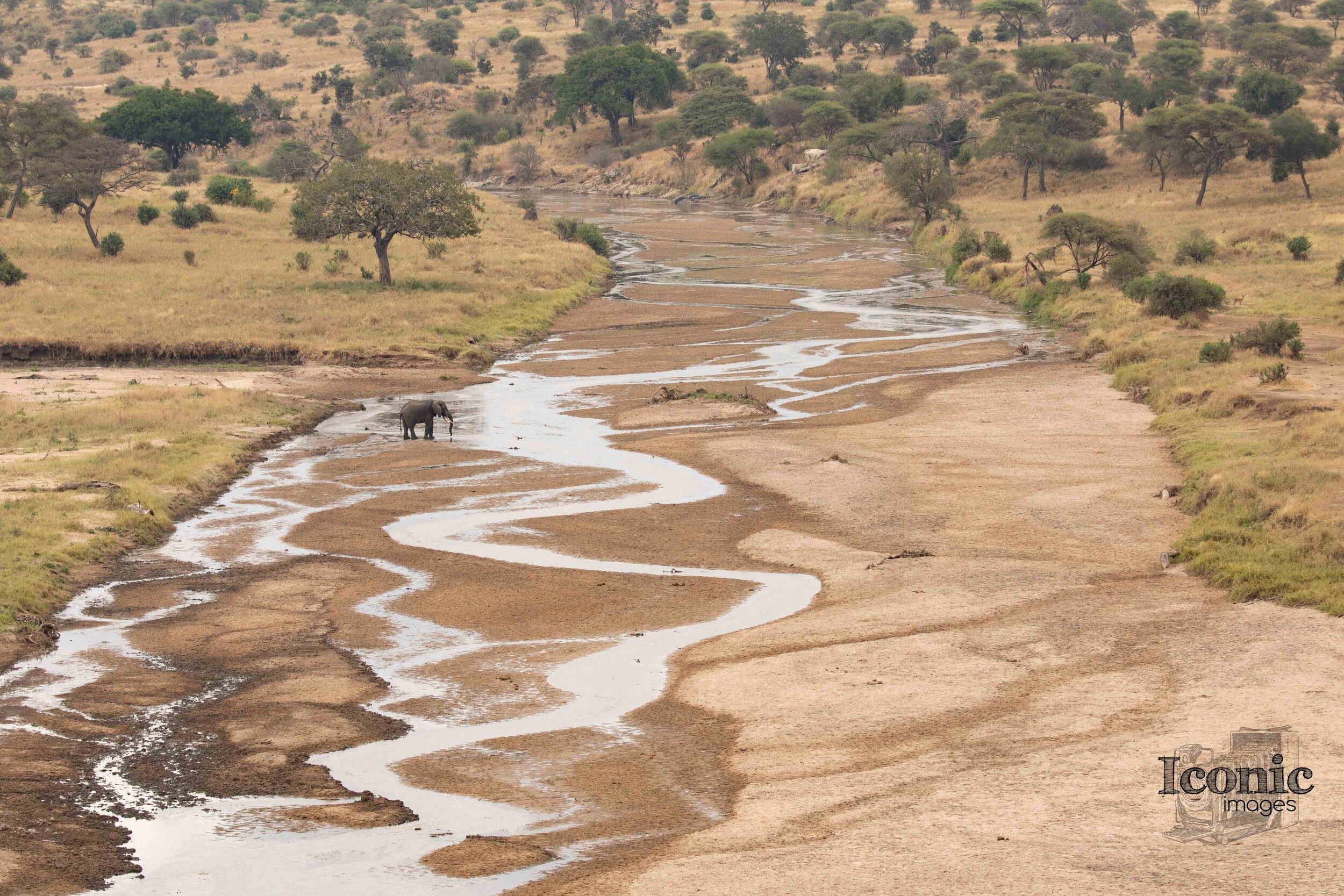 1B7A7963 Tarangire day 2.jpg