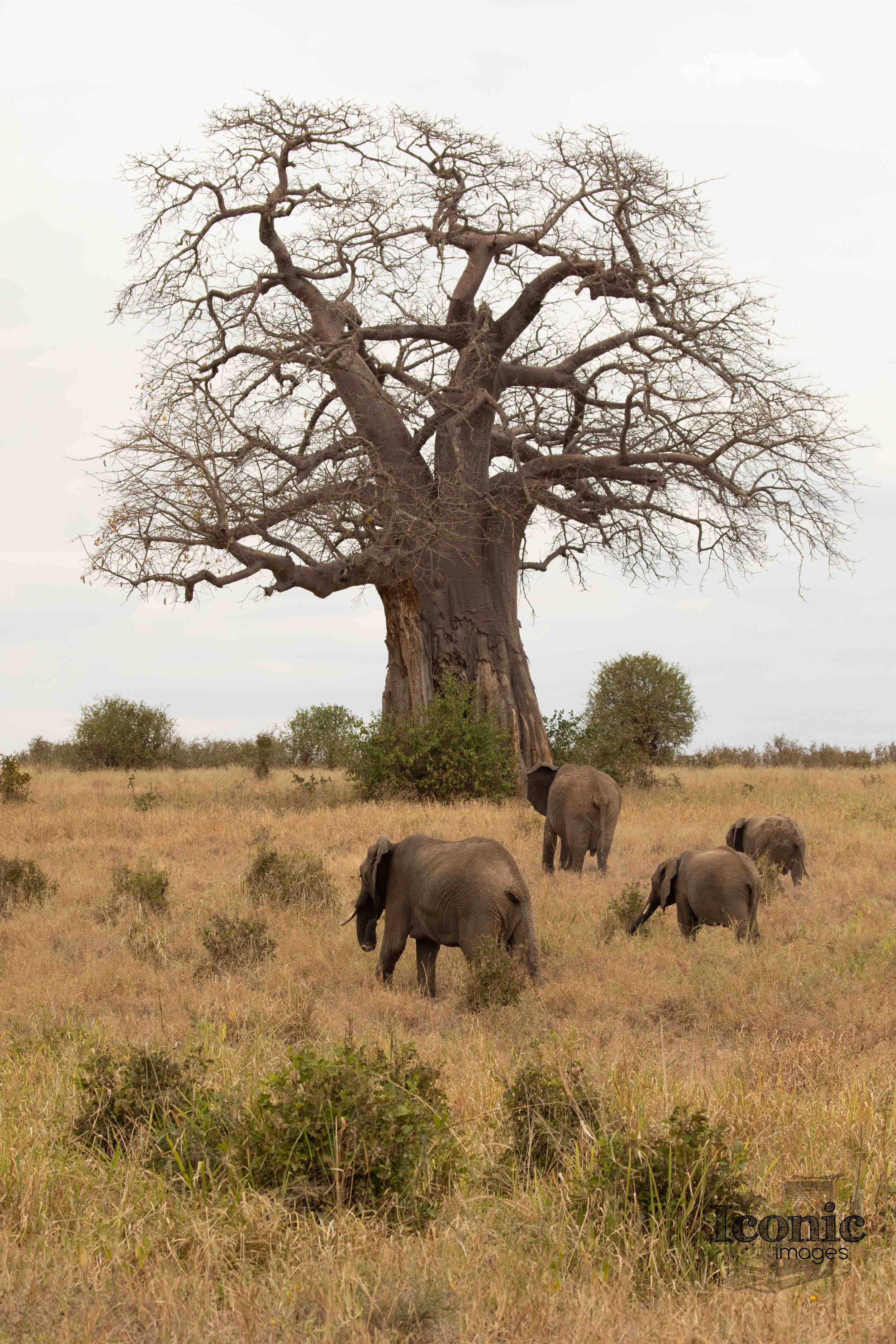 1B7A8092 Tarangire day 2.jpg