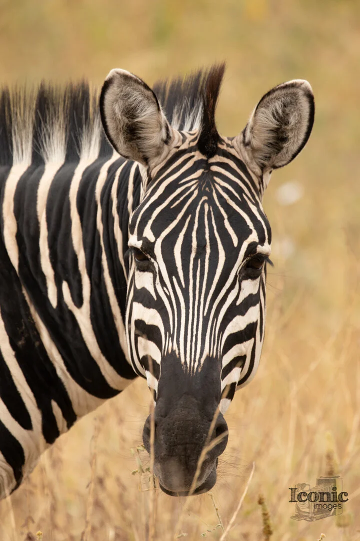 1B7A7004 Web Web.jpg